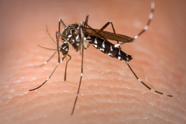 dengue-mosquito-eades-aegypti